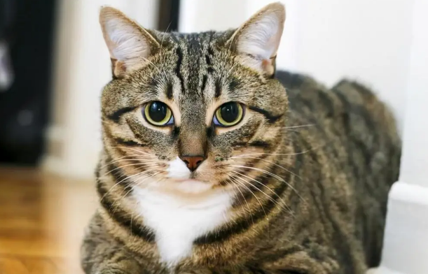狸花猫为什么一直不停的叫？主人来了解下吧