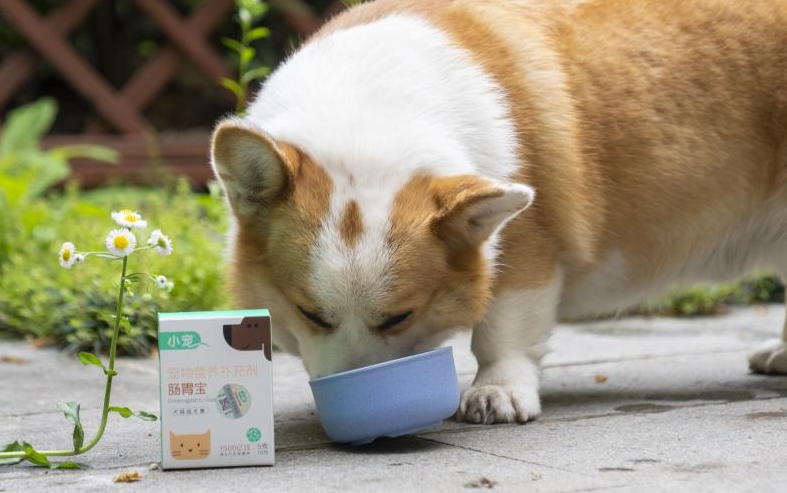 狗狗用吃益生菌吗 狗狗用吃益生菌吗