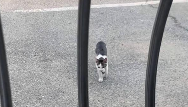 跟着好心人回家的流浪猫，看见宠物猫后满眼失落