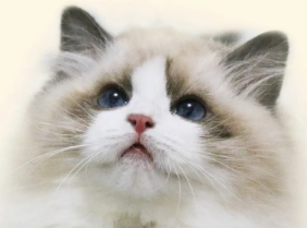 把猫放家里一个星期会怎么样？一文告诉你！