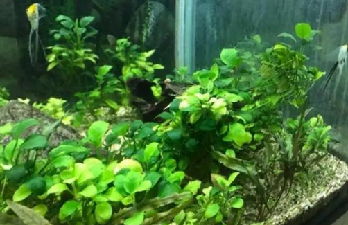 底滤鱼缸能养水草吗