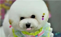 考宠物美容师证要多少钱