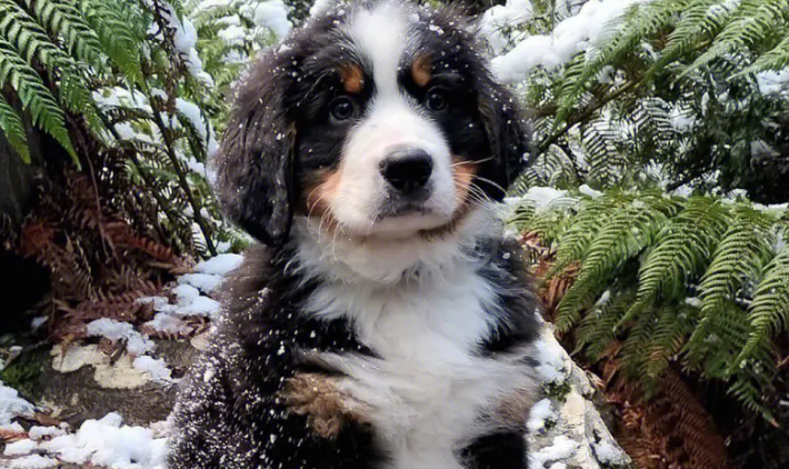 伯恩山犬怎么养？怎么养才好？