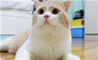猫上门为什么不能赶走