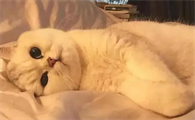 今日科普：猫喜欢接近什么样的人？