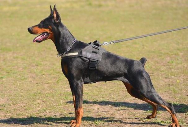 杜宾犬适合家养吗?今天来看看! 杜宾犬适合家养吗?今天来看看!