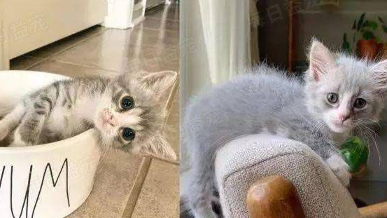 收养后腿畸形的小猫，细心呵护18周后