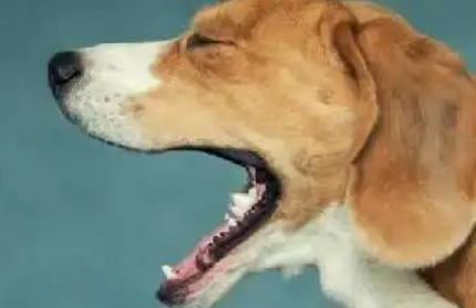 狗狗总是咳咳咳咔吃什么药