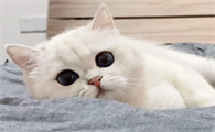我来告诉你,猫癣会传染给猫吗?