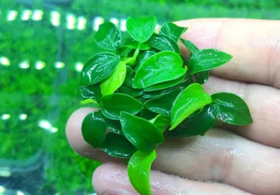 金鱼缸养什么水草好