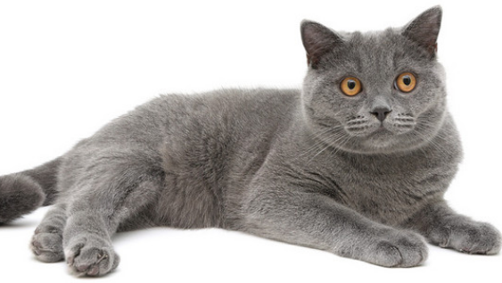 烟灰色田园猫常见吗？你见过吗？