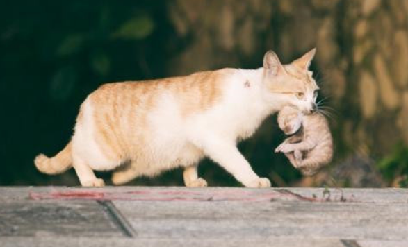 大猫叼小猫小猫会疼吗？铲屎官请放心