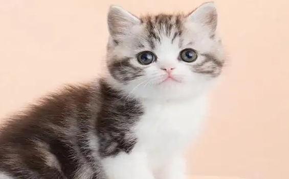 杭州哪里有卖矮脚猫