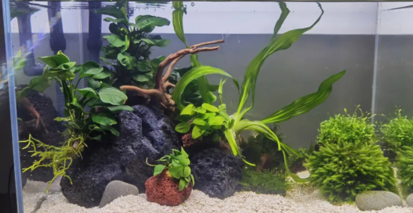 鱼缸有水草怎么换水 鱼缸有水草怎么换水