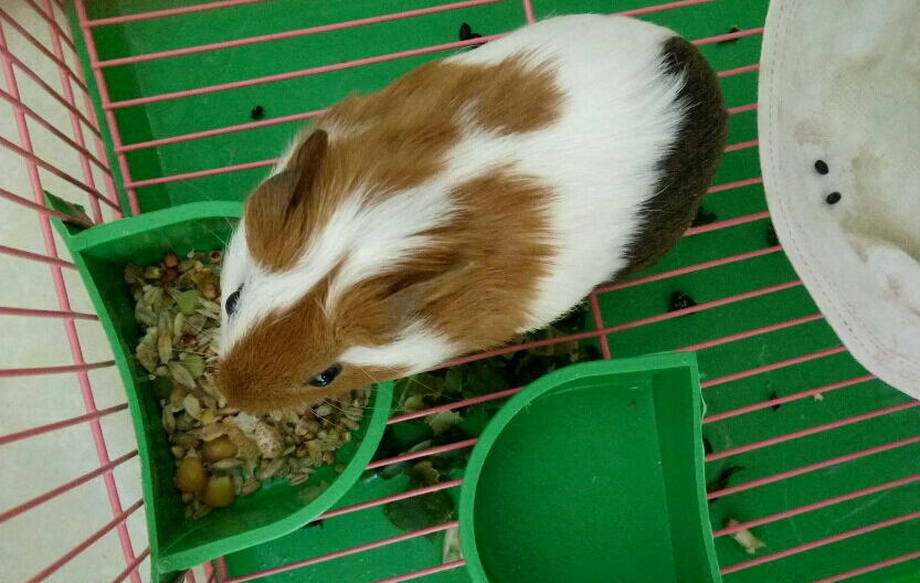 仓鼠的鼠粮都有哪些品种 仓鼠的鼠粮都有哪些品种