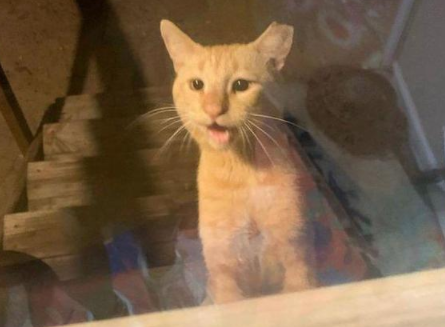 流浪猫每天都在房子外面闲逛,直到被收养 流浪猫每天都在房子外面闲逛,直到被收养