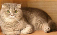 端午猫是什么品种?主要一定要了解清楚
