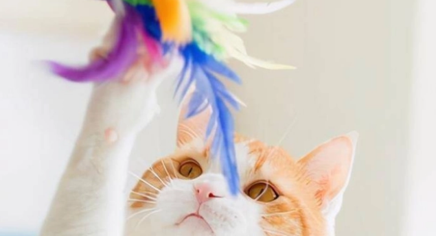 逗猫棒玩多了有什么坏处吗 逗猫棒玩多了有什么坏处吗