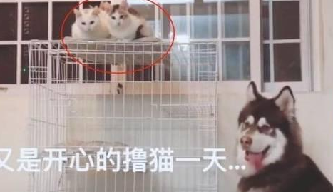 主人捡回一只白猫,一个月后收获惊喜 主人捡回一只白猫,一个月后收获惊喜