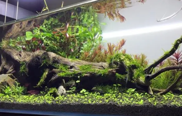 80缸用多少水草泥