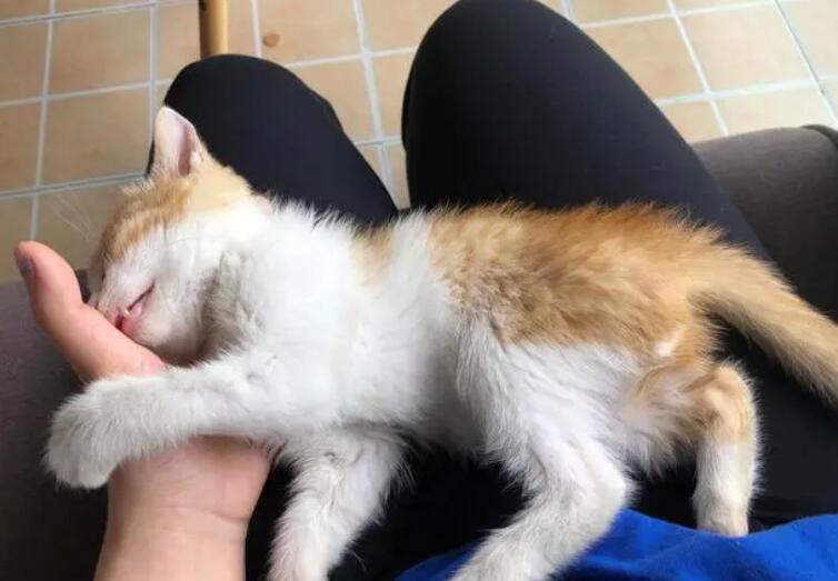猫为什么喜欢睡两腿中间？本文给你答案