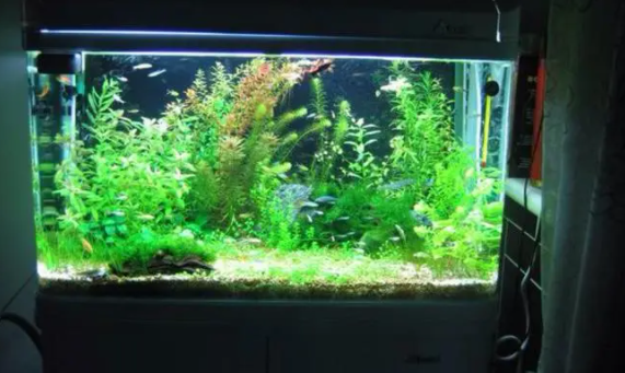 怎么在鱼缸养水草
