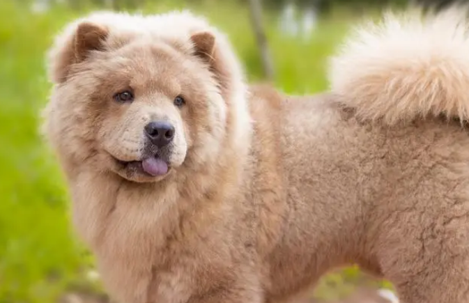 松狮犬为什么忠心?主人来看看吧 松狮犬为什么忠心?主人来看看吧