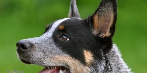 澳大利亚牧牛犬身上有红疙瘩怎么办？按这些办法做