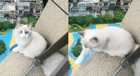 猫跑到高层阳台怎么救?一文告诉你! 猫跑到高层阳台怎么救?一文告诉你!