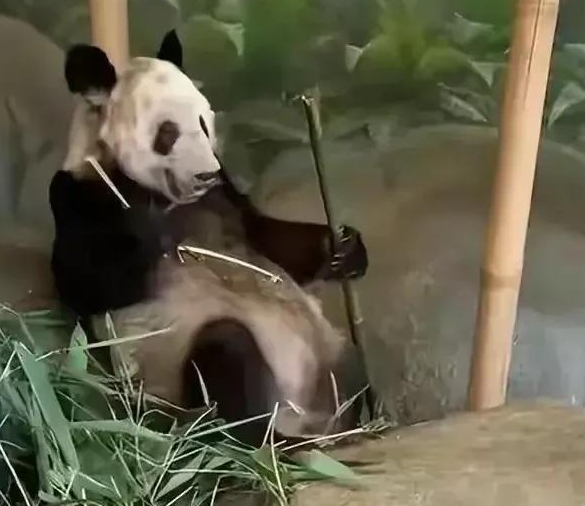 俄罗斯大熊猫：别回来了，担心拆家；