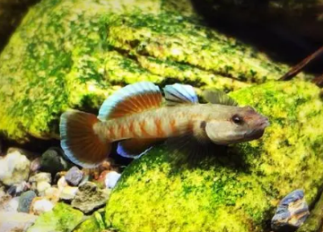 虾虎鱼吃鱼粮吗 虾虎鱼吃鱼粮吗