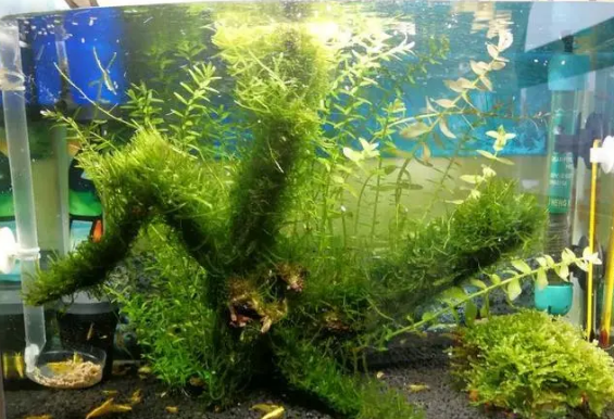 鱼缸莫斯水草怎么养