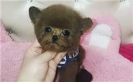 立耳茶杯犬泰迪多少钱