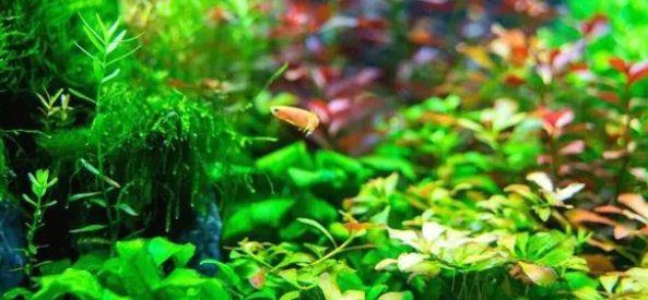 鱼缸里怎样养水草