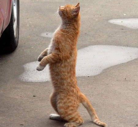猫为什么喜欢两腿着地?有人知道吗? 猫为什么喜欢两腿着地?有人知道吗?