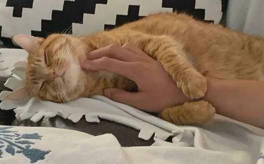 猫咪被情侣弃养,却意外撞见失恋女孩,彼此治愈互相温暖! 猫咪被情侣弃养,却意外撞见失恋女孩,彼此治愈互相温暖!
