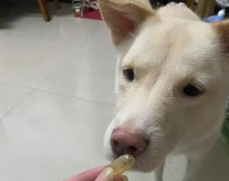 狗狗鱼油怎么喂
