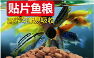 孔雀鱼贴片鱼粮哪个牌子的好