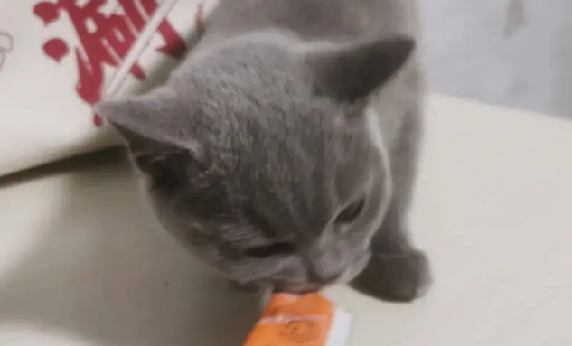 猫幼猫能吃猫条嘛