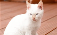 猫为啥喜欢阴气重的人