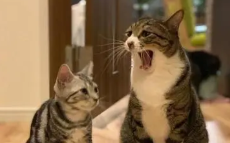 猫吃了白蚁怎么办,你们知道吗? 猫吃了白蚁怎么办,你们知道吗?