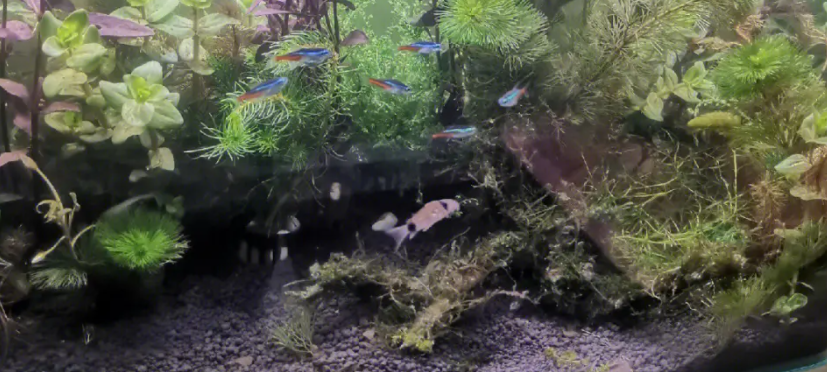 草缸怎么种水草