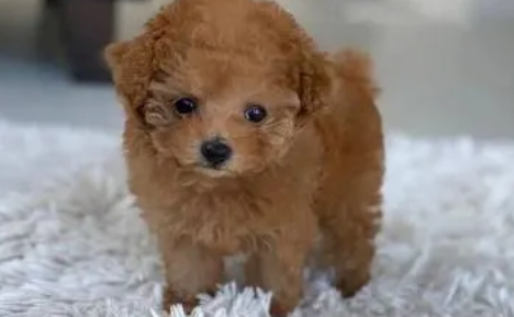 茶杯贵宾犬要多少钱？想买的铲屎官快快瞧瞧。