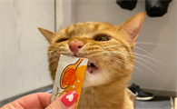 猫只吃猫条可以吗
