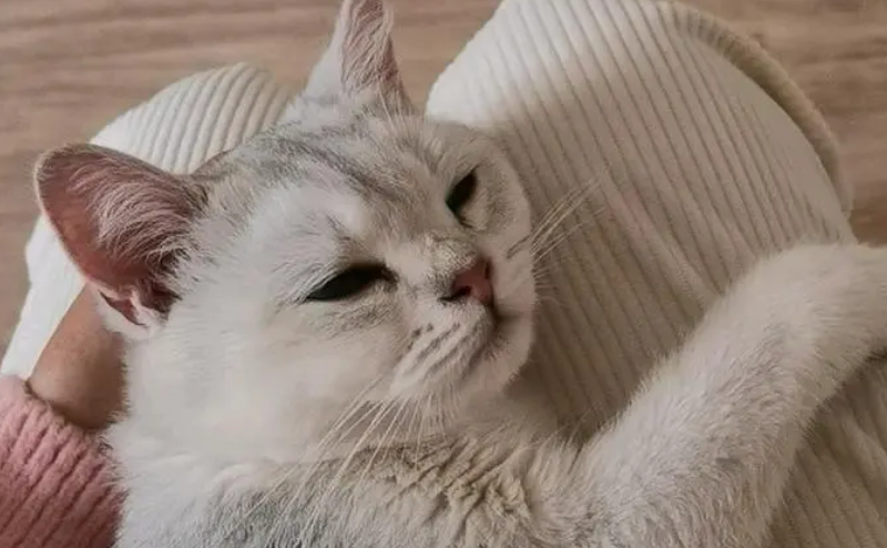 猫咪臣服的表现