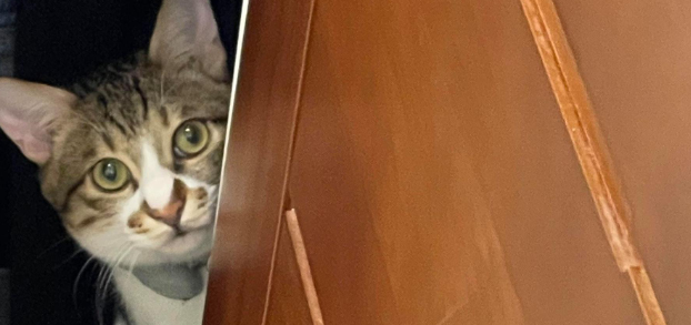 猫咪出现反常,凌晨5点不睡觉,不停在打转 猫咪出现反常,凌晨5点不睡觉,不停在打转