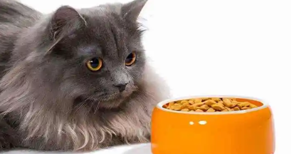 新换的猫粮猫不吃怎么办?小编教你轻松解决~ 新换的猫粮猫不吃怎么办?小编教你轻松解决~