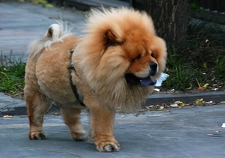 今日看点：为什么松狮很少人养？