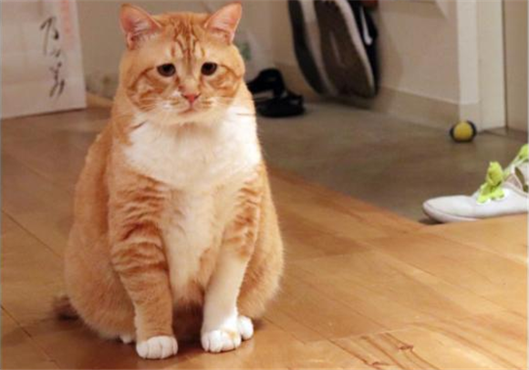 橘猫为什么容易发胖长大？不仅仅是吃的多哦