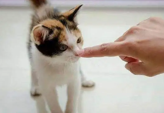 对猫最有效的惩罚猫